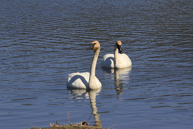 Trumpeter Swans