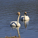 Trumpeter Swans