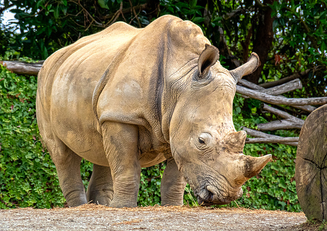 Auckland Zoo-14