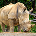 Auckland Zoo-14