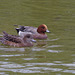 canards siffleurs mâle et femelle