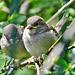 Young Sparrows waiting for food!