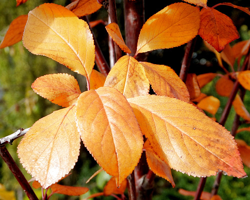 Kirschbaum. ©UdoSm