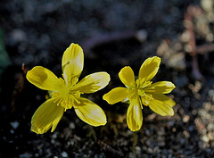 Eranthis hyemalis