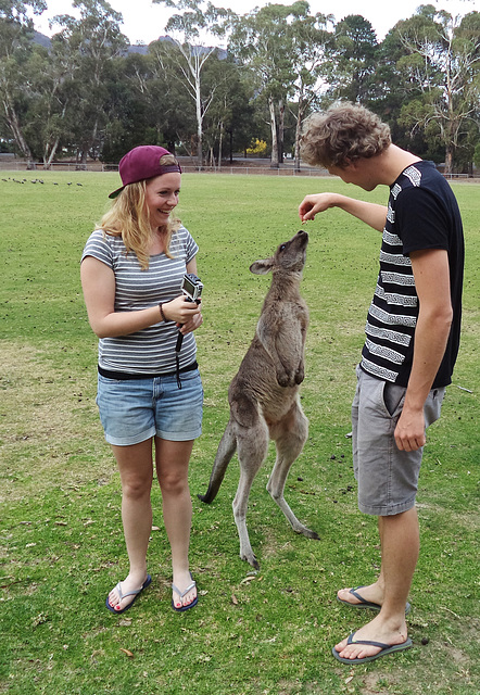 Halls Gap kangaroos