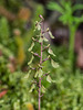 Neottia smallii (Appalachian Twayblade orchid)