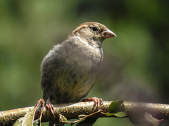 20170708 2459CPw [D~LIP] Haussperling  (Passer domesticus) [w],Bad Salzuflen