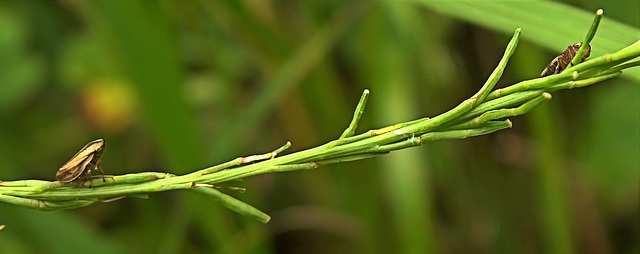 "Peek-a-Boo" said the little Frog Hopper to the big Frog Hopper!!!