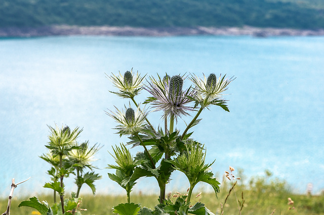 Eryngium alpinum - Panicaut des Alpes, Eringio delle Alpi, Alpen-Mannstreu