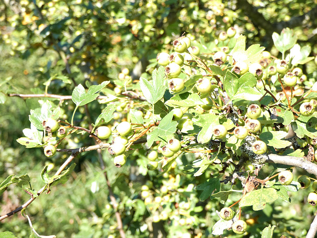 Früchte am Strauch