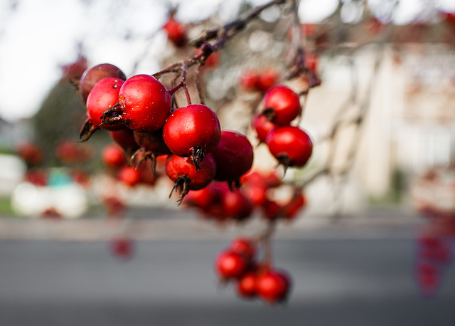 Red Berries