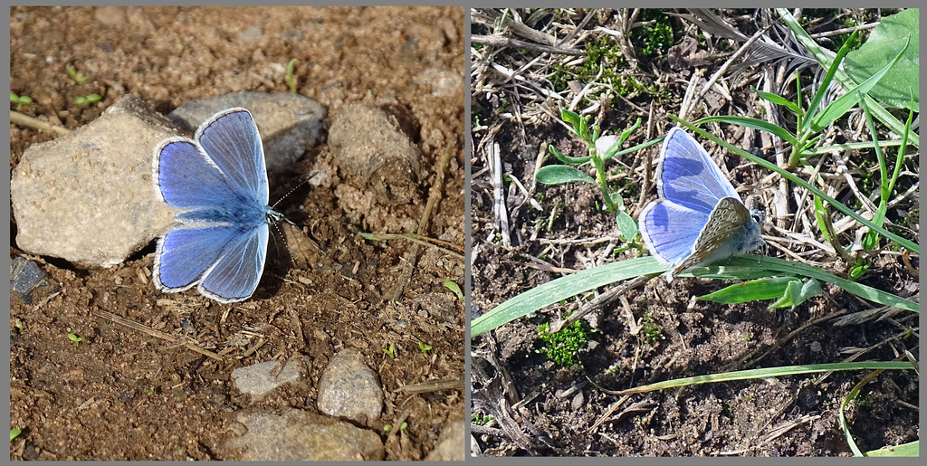 Mud puddling butterflies