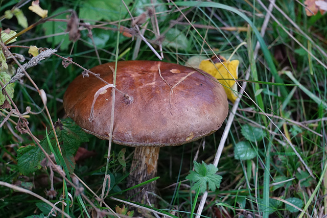 Großer brauner Pilz