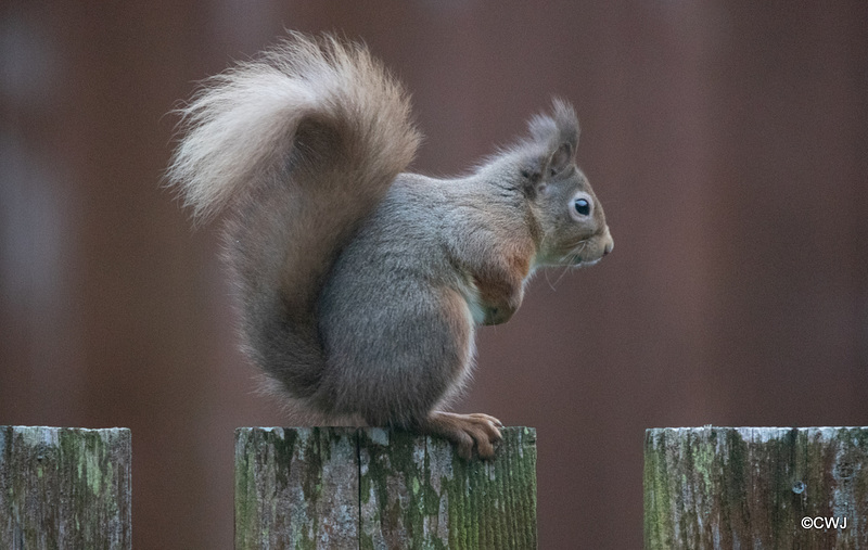 Red Squirrels