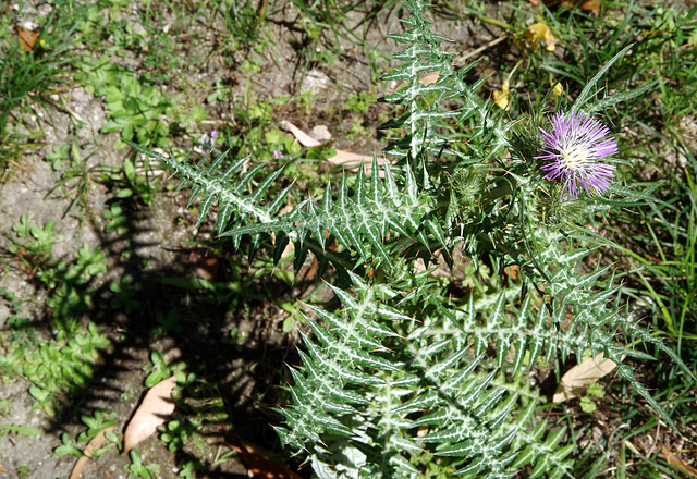 Lisbon Botanic Garden