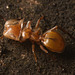 IMG 0733 Ant