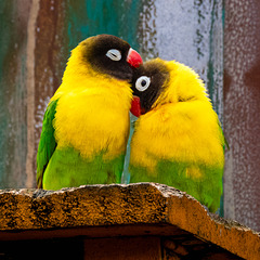 Auckland Zoo-9