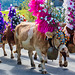 Cattle Drive (5)