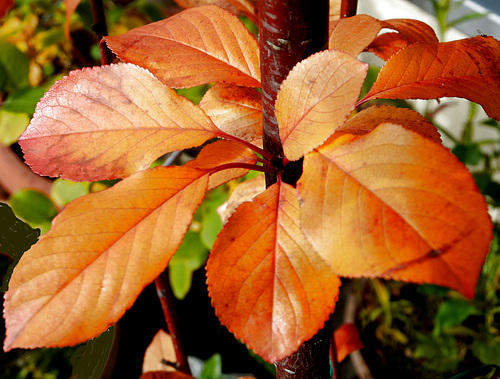 Kirschbaum. ©UdoSm