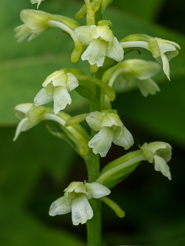 Gymnadeniopsis clavellata (Club-spur orchid, Small Green Woodland orchid)