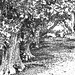 oak tree grove