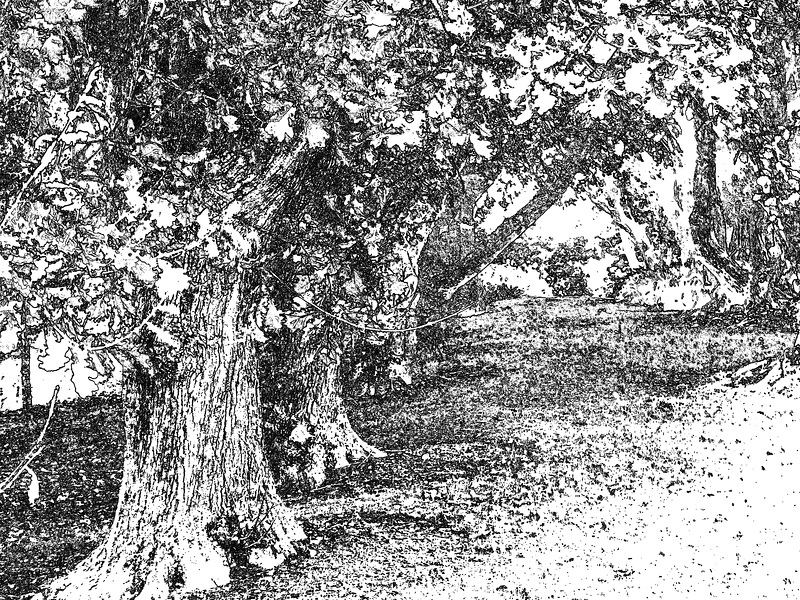 oak tree grove