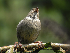 20170708 2460CPw [D~LIP] Haussperling  (Passer domesticus) [w],Bad Salzuflen