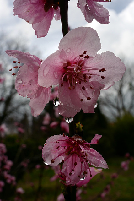 Prunus persica, Pessegueiro