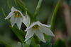 DSCF5519