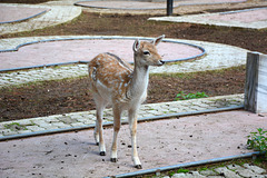 Albania, Llogara, The Spotted Fawn