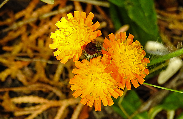 20220620 1282CPw [D~LIP] Habichtskraut (Hieracium aurantiacum), Bad Salzuflen