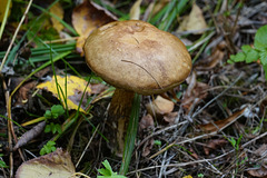 Pilz an ausgetrocknetem Teich