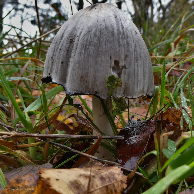 Common Inkcap