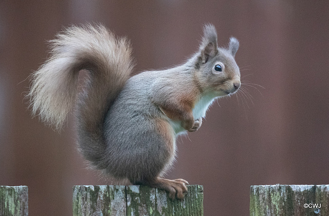 Red Squirrels