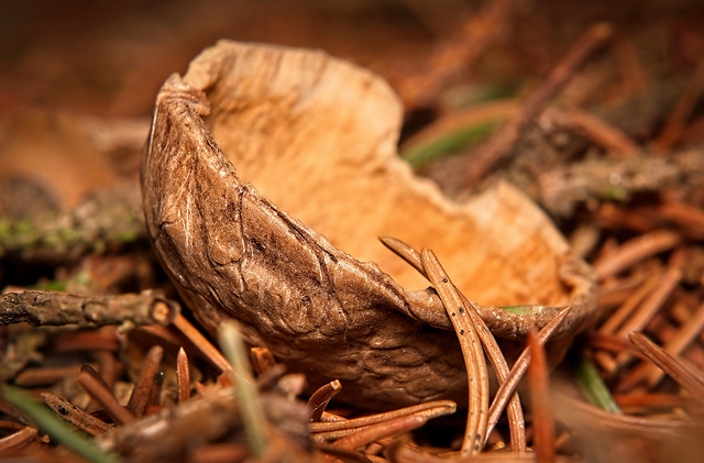 Die halbe Nuss am Waldboden :))  The half nut on the forest floor :))  La demi-noix sur le sol de la forêt :))