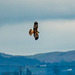 Marsh harrier