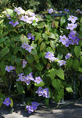 Lisbon Botanic Garden