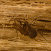 IMG 0740 Spider-1