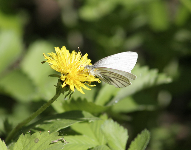 piéride des crucifères/mustard white/pieris oleracea