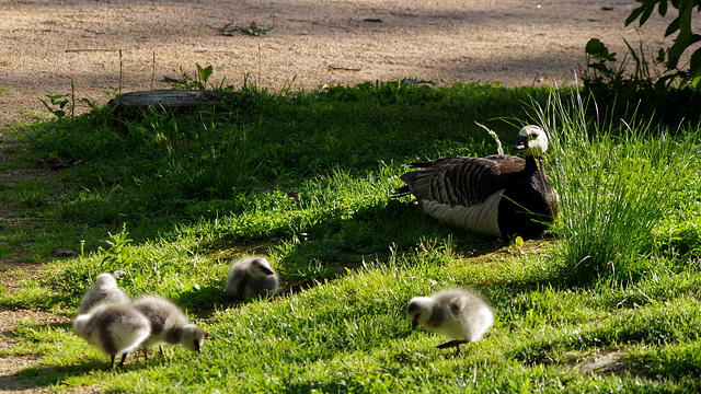 parc des oiseaux - Villars les Dombes