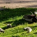 parc des oiseaux - Villars les Dombes