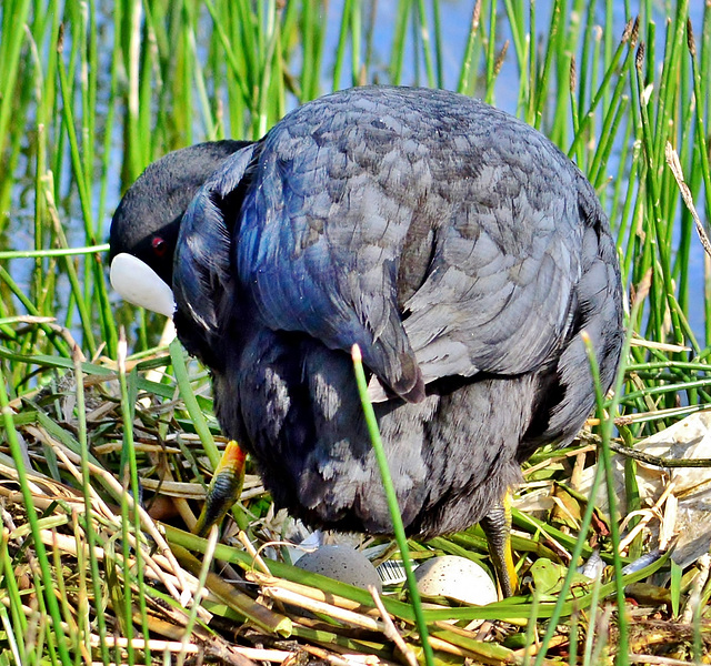 Coot with eggs