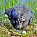 Coot with eggs