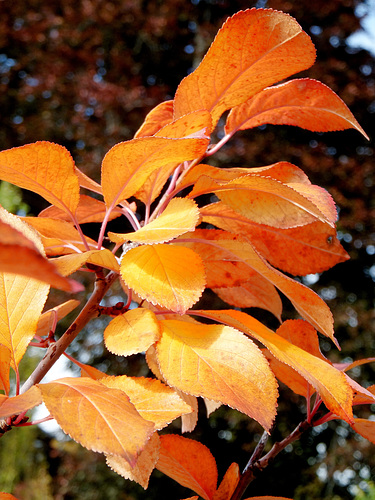 Kirschbaum. ©UdoSm