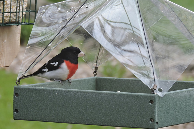 Rose-breasted Grosbeaks