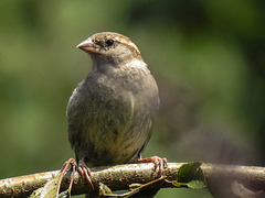 20170708 2461CPw [D~LIP] Haussperling  (Passer domesticus) [w],Bad Salzuflen