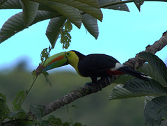 IMG_3276toucan