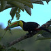 IMG_3276toucan