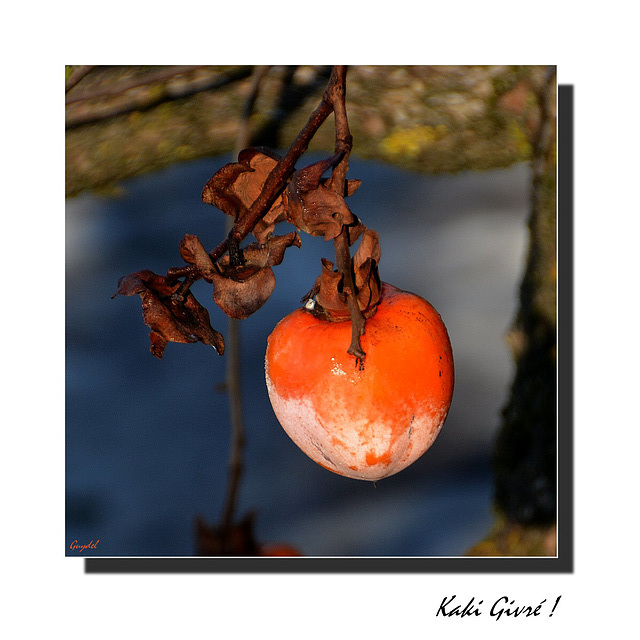 Pour changer des oranges et des citrons ...