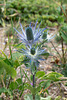 Eryngium alpinum - Panicaut des Alpes, Eringio delle Alpi, Alpen-Mannstreu